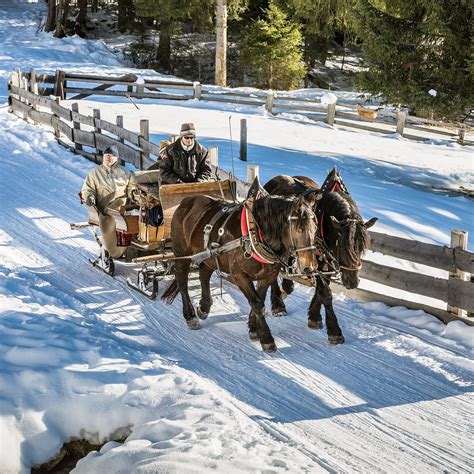 Horse-drawn sleigh rides | Sleigh ride, Horse drawn sleigh, Horses