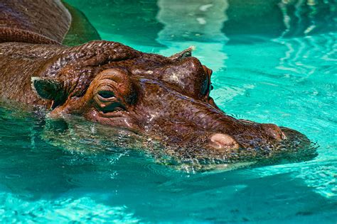 Hippopotamus Swimming Pool Photograph by Berkehaus Photography