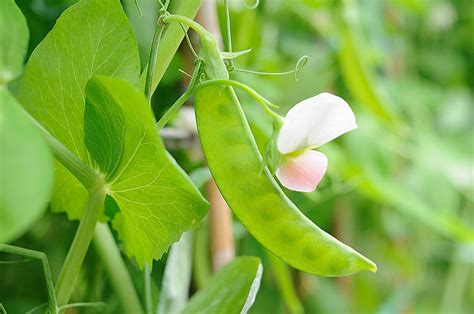 Category: Snow Pea Edible Pod | Seedway