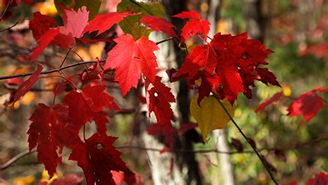 Fall colors 2018: When, where to see leaves change in East Tennessee