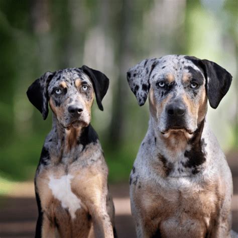 How much does a Catahoula Leopard Dog cost? -Puppy Prices