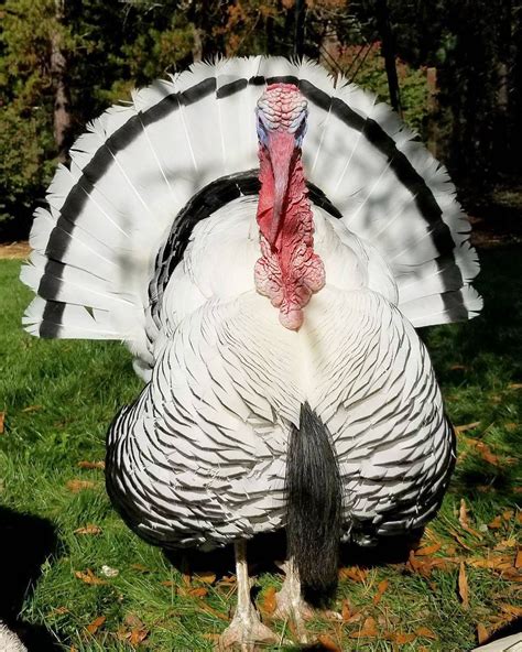 Popeye our pet Royal Palm turkey. #turkey #royalpalm #heritagebreed #thanksgiving #animals # ...