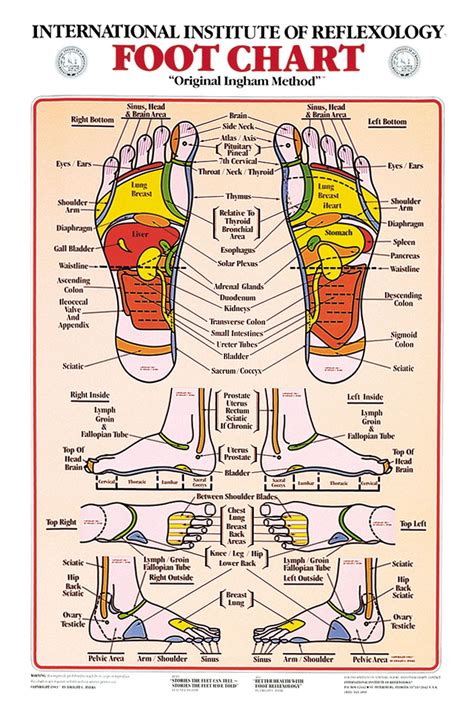 Reflexology Foot Chart 8x11