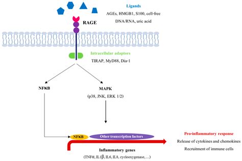 RAGE signaling pathway. Following the binding of its ligands, RAGE can ...