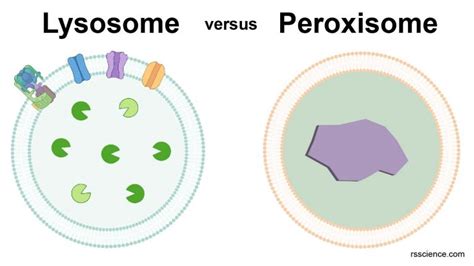 Peroxisome - free-radical scavengers - definition, structure, function, and biology