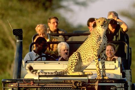 Best countries for an African safari | African safari, Safari tour, Safari