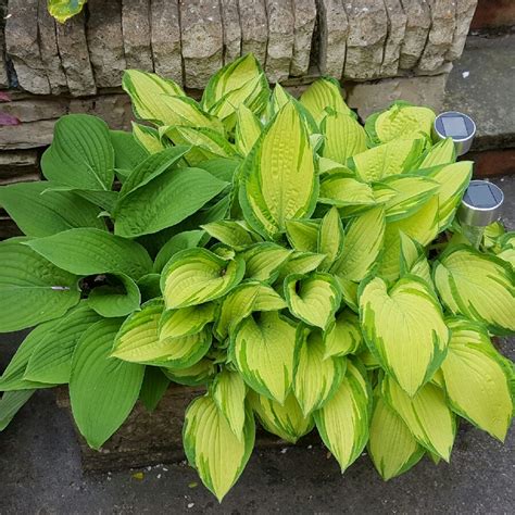 Hosta tardiana 'June', Plantain lily 'June' - uploaded by @DivingFrank