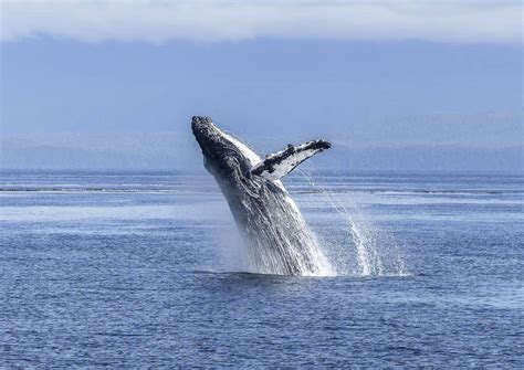 Are There Whales in Lake Superior? (The Truth From a Local)