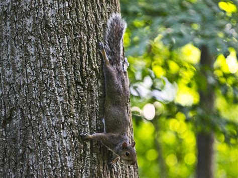 Tree Squirrels - Facts & Behavior Information