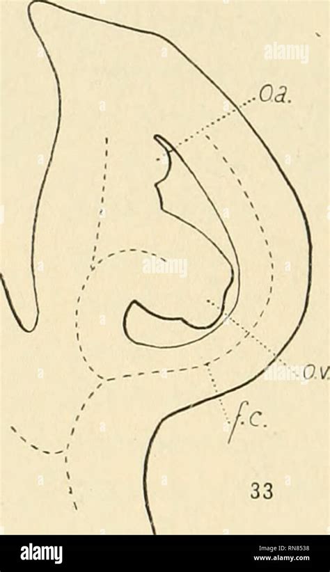 . Anatomischer Anzeiger. Anatomy, Comparative; Anatomy, Comparative. Fig. 32 et 33. Adonis ...