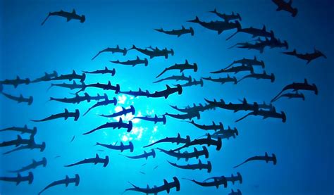 Are Hammerhead Sharks Endangered?