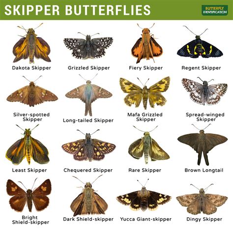 Butterfly And Moth Identification Chart