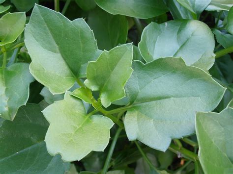 HIEDRA DEL CABO: Senecio angulatus | Plantas rioMoros