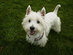 West Highland white terrier - Wikipedia, la enciclopedia libre