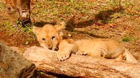 Baby lion eats log - YouTube