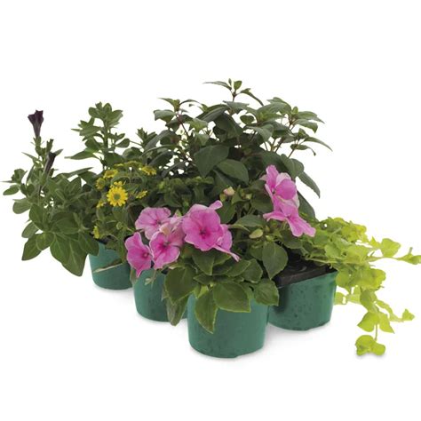 Aldi plants to buy – from Fuschias & Geraniums to hanging basket plants