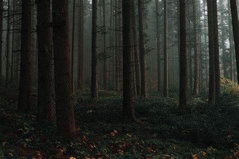 Destination of the day: Moody Black Forest, Germany. [6000x4000] [OC]