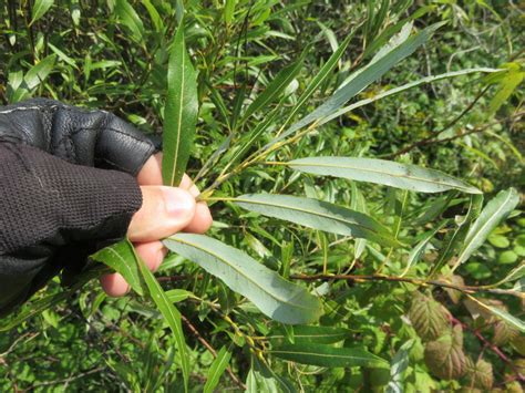 Salix petiolaris – Meadow Willow | Trees Canadensis