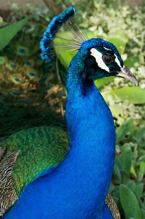 File:Male peacock close-up.jpg