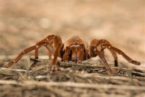 Tarantula Migration: Everything You Need to Know - A-Z Animals