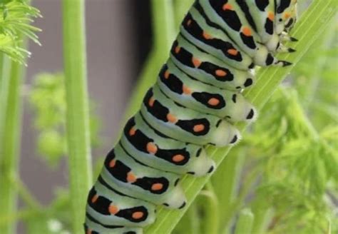 california caterpillars identification - Gardener's School