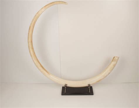 Natural woolly mammoth tusk - Arctic Antiques