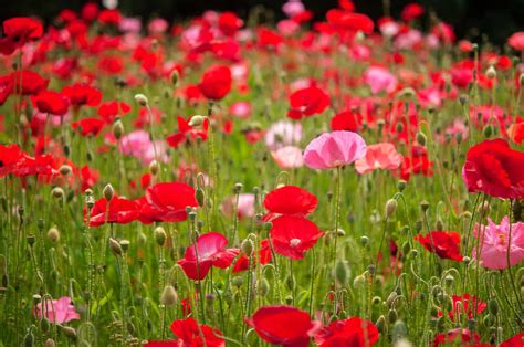 How to Grow and Care for the Common Poppy