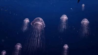 Attack Of The Killer Jellyfish GIFs - Get the best GIF on GIPHY