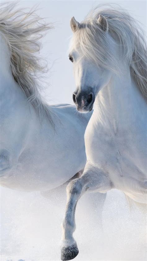 Two beautiful white horses running in the snow Wallpaper Download 1242x2208