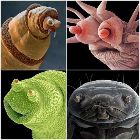 Animals Being Derps Under an Electron Microscope. Clockwise From Top ...