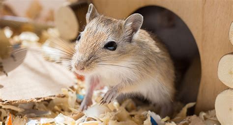 Do Gerbils Make Good Pets? - Pros and Cons of Owning Gerbils