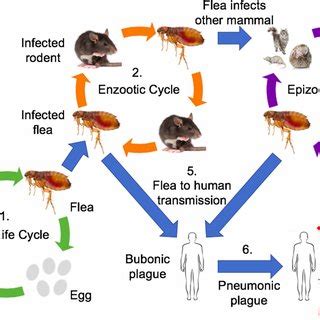 Diagram of plague transmission. 1. Flea life cycle: Fleas lay their... | Download Scientific Diagram