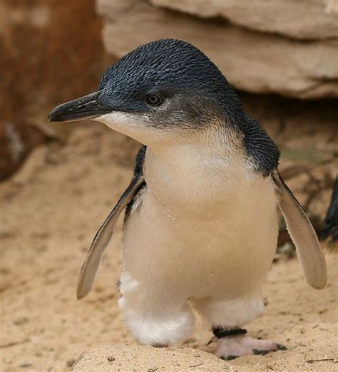 Fairy Penguin is one of the cutest Australian birds, also know as the Little Blue Penguin ...