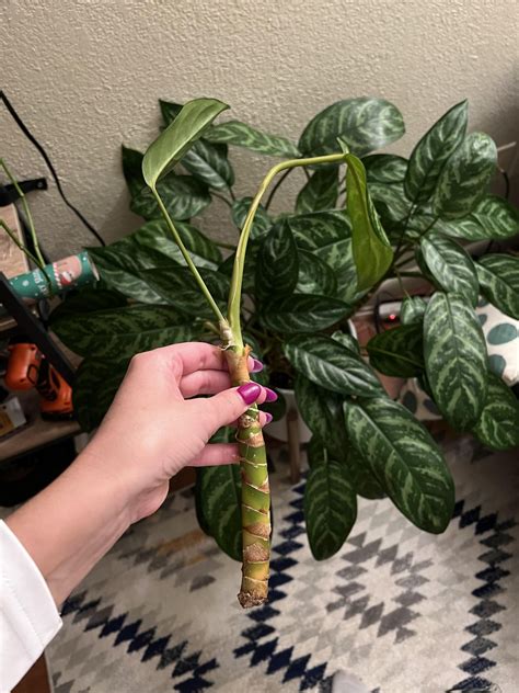 Aglaonema propagation? : r/houseplants