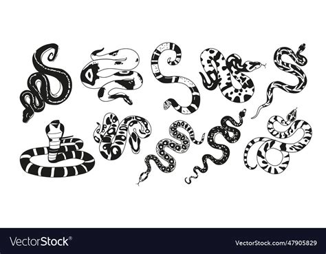 Black and white exotic snakes possess unique Vector Image