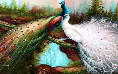 Peacock Background