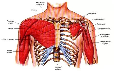 Machine Chest Press uitvoering & techniek | Voeding-en-fitness.nl