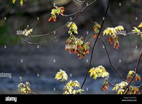 Silver maple with seeds in spring Stock Photo - Alamy