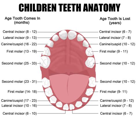 Labeled Diagram Of The Mouth And Teeth