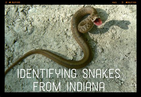 Snakes in Indiana | Owlcation