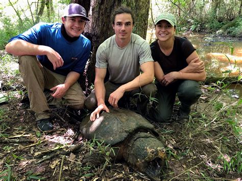 Alligator snapping turtles | US Forest Service