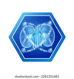 Kidney Health Care Labels Hexagon Shapes Stock Vector (Royalty Free) 2281351681 | Shutterstock