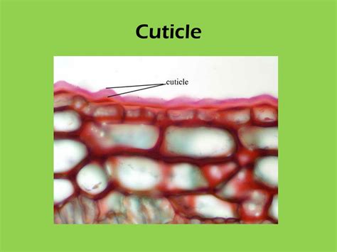 PPT - Leaf Structure PowerPoint Presentation, free download - ID:9493168