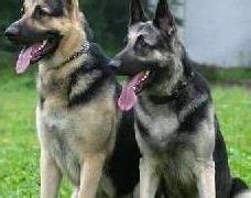 East European Shepherd Info, Temperament, Puppies, Pictures