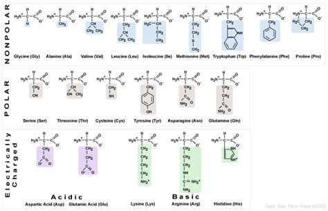 Class of amino acid, nitrogen cycle, urea cycle - Keep calm and study ...