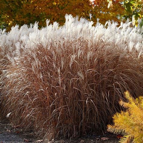 Purple Miscanthus, Maiden Grass | American Meadows | 草坪, 草