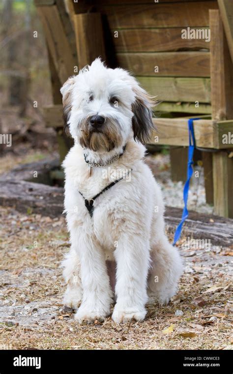 Soft Coated Wheaten Terrier puppy Stock Photo - Alamy