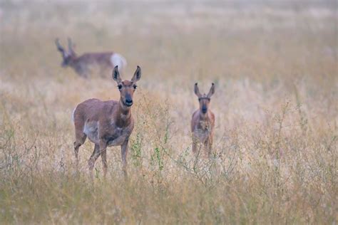 Antelope Valley Photos, Download The BEST Free Antelope Valley Stock Photos & HD Images