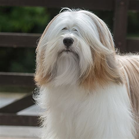 Tibetan Terrier | Breeds A to Z | The Kennel Club