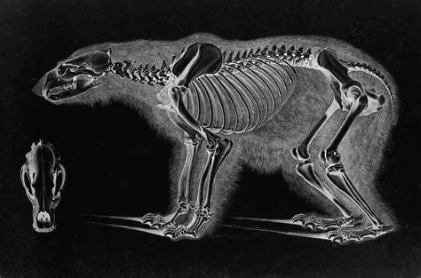 Polar Bear Skeleton by Eduard Joseph D'Alton circa 1822